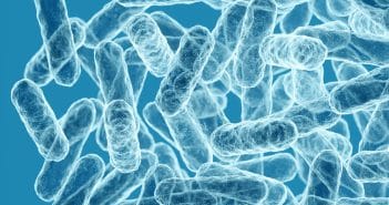 Microbiote et DMLA : un lien plus que complexe