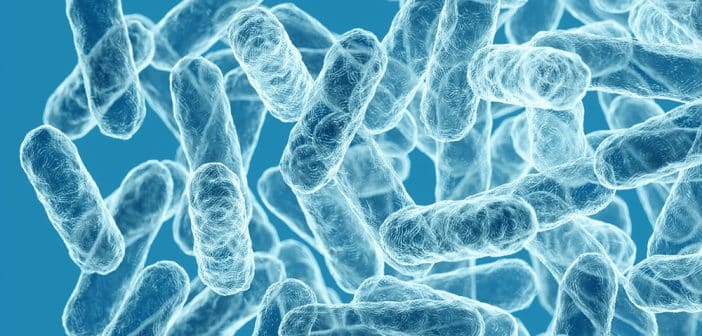 Microbiote et DMLA : un lien plus que complexe